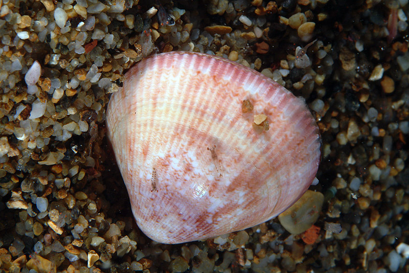Laevicardium crassum juv.